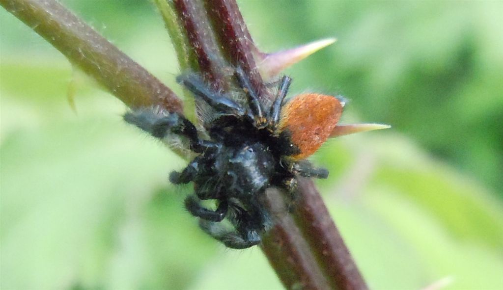 Carrhotus xanthogramma maschio - San Leucio (CE)